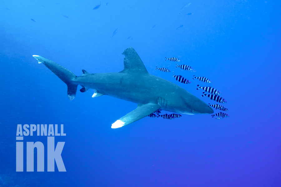 Sea-Changers Blog: How much is a shark worth alive? Richard Aspinall
