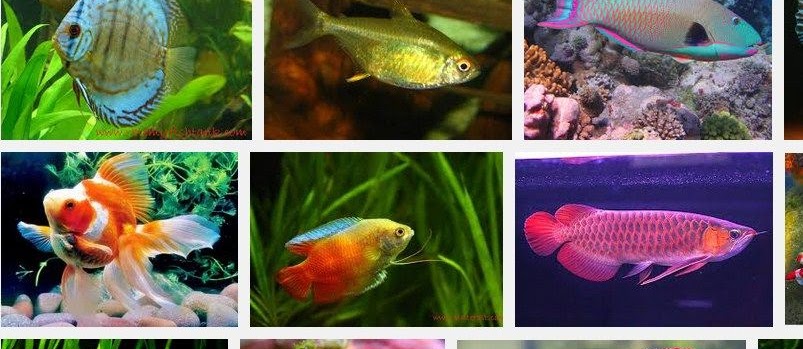 Jenis-JENIS IKAN HIAS Air Tawar? Berikut Daftar Nama Ikan Hias Beserta Gambarnya