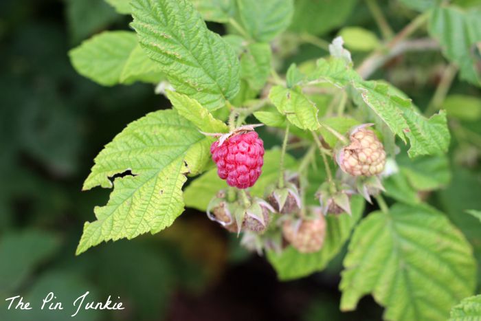 Picking Raspberries