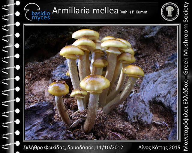 Armillaria mellea (Vahl.) P. Kumm.