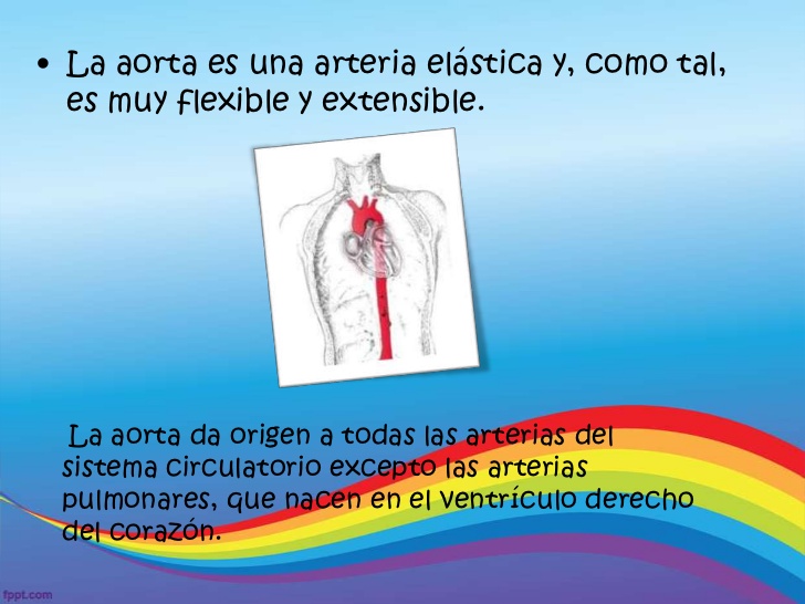 Función de la arteria aorta