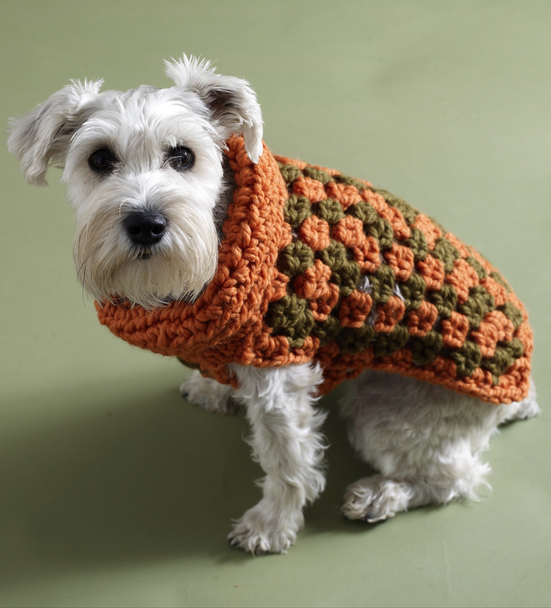 Вязаные спицами собака. Вязаная одежда для собак. Свитер для собак. Вязаный свитер для собаки. Вязаная одежда для собак крючком.