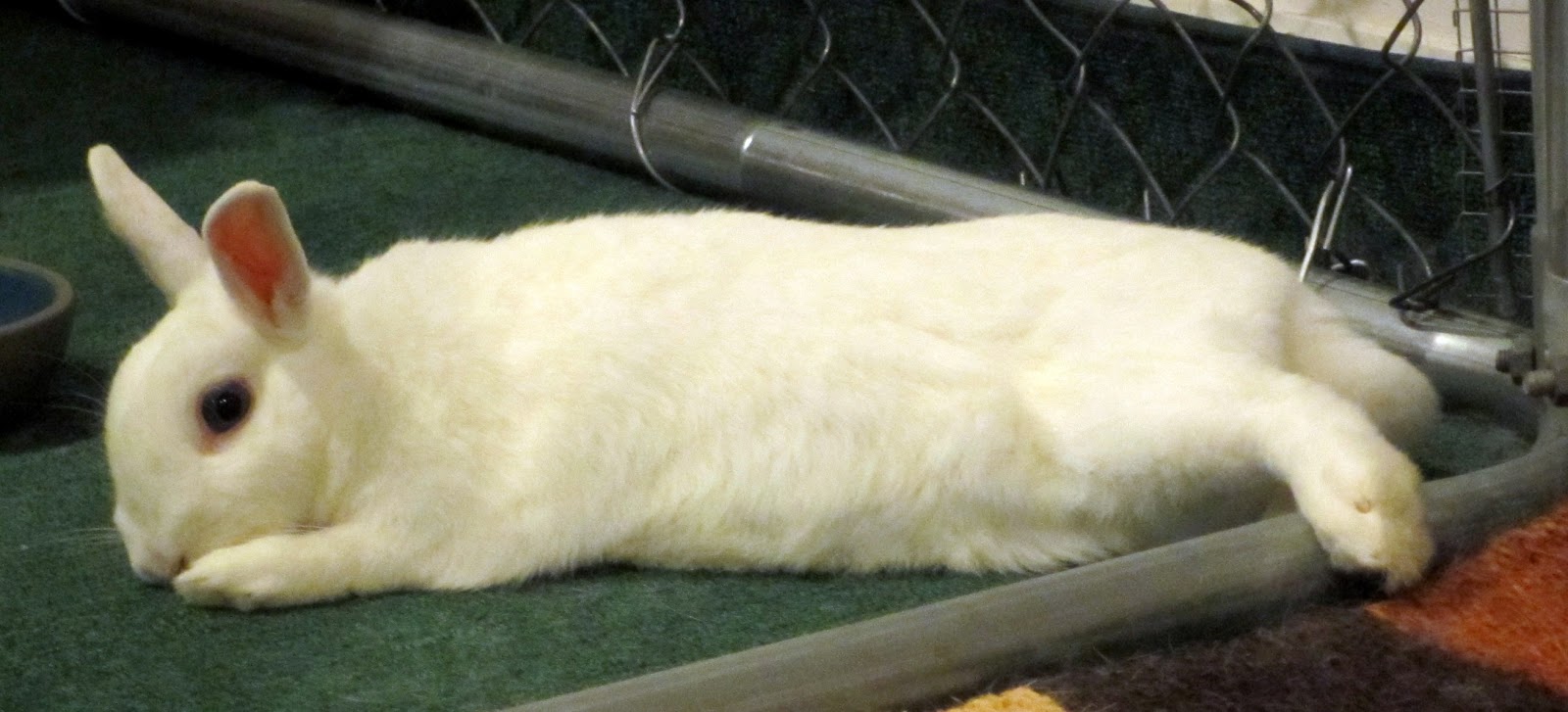 Rabbit Ramblings Ethel flopped