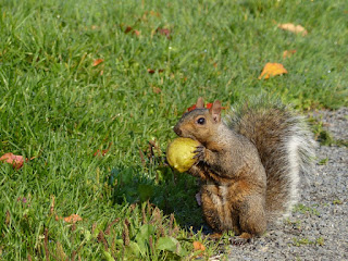 Écureuil gris (Sciurus carolinensis) Écureuil gris (Sciurus carolinensis)