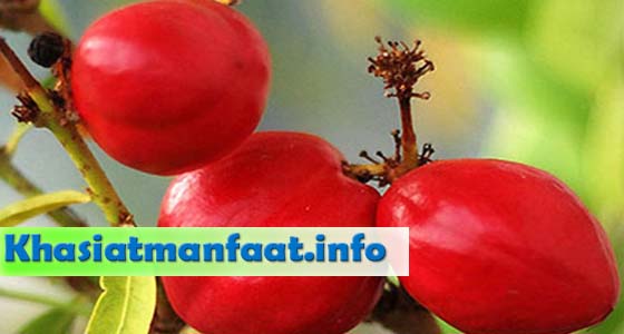 Khasiat dan Manfaat Buah Mahkota Dewa Khasiat dan Manfaat Buah Mahkota Dewa