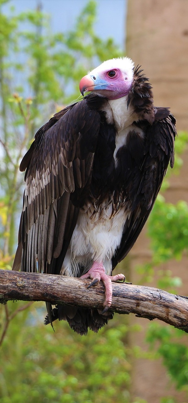 A vulture on a tree.