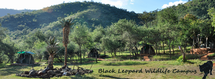 Black Leopard Wildlife Campus