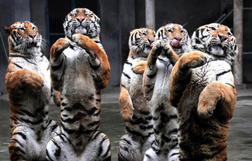ride the tiger tai chi