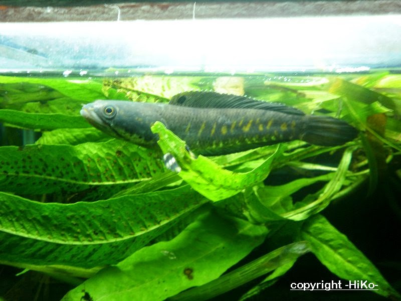 Mahamaya Hiko: Jenis jenis snakehead fish (Channidae family)