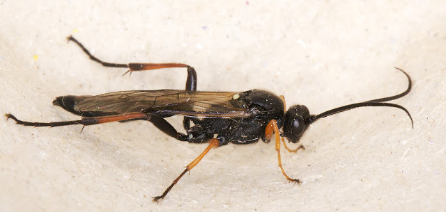 Male ichneumon wasp. Hayes light trap, 6 June 2015. Male ichneumon wasp. Hayes light trap, 6 June 2015.