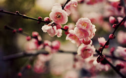 cherry sakura blossoms wallpapers blossom desktop pink pc backgrounds windows nature advertising internet wallpapersafari