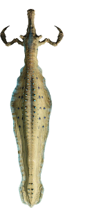 high clawfish high clawfish