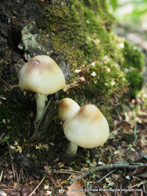 grzyby las w wawrze , lasy mazowieckie , grzybobranie , wycieczka , na grzyby , na jagody , co słychać w lesie , las lipcowy , prosto z lasu , wieści podmiejskie , grzyby ,