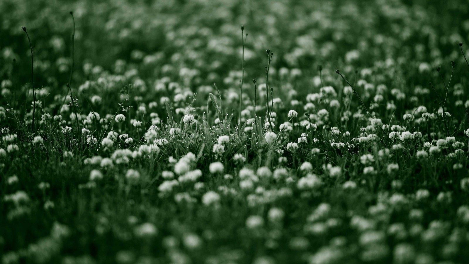 clover flower wallpaper clover flower wallpaper
