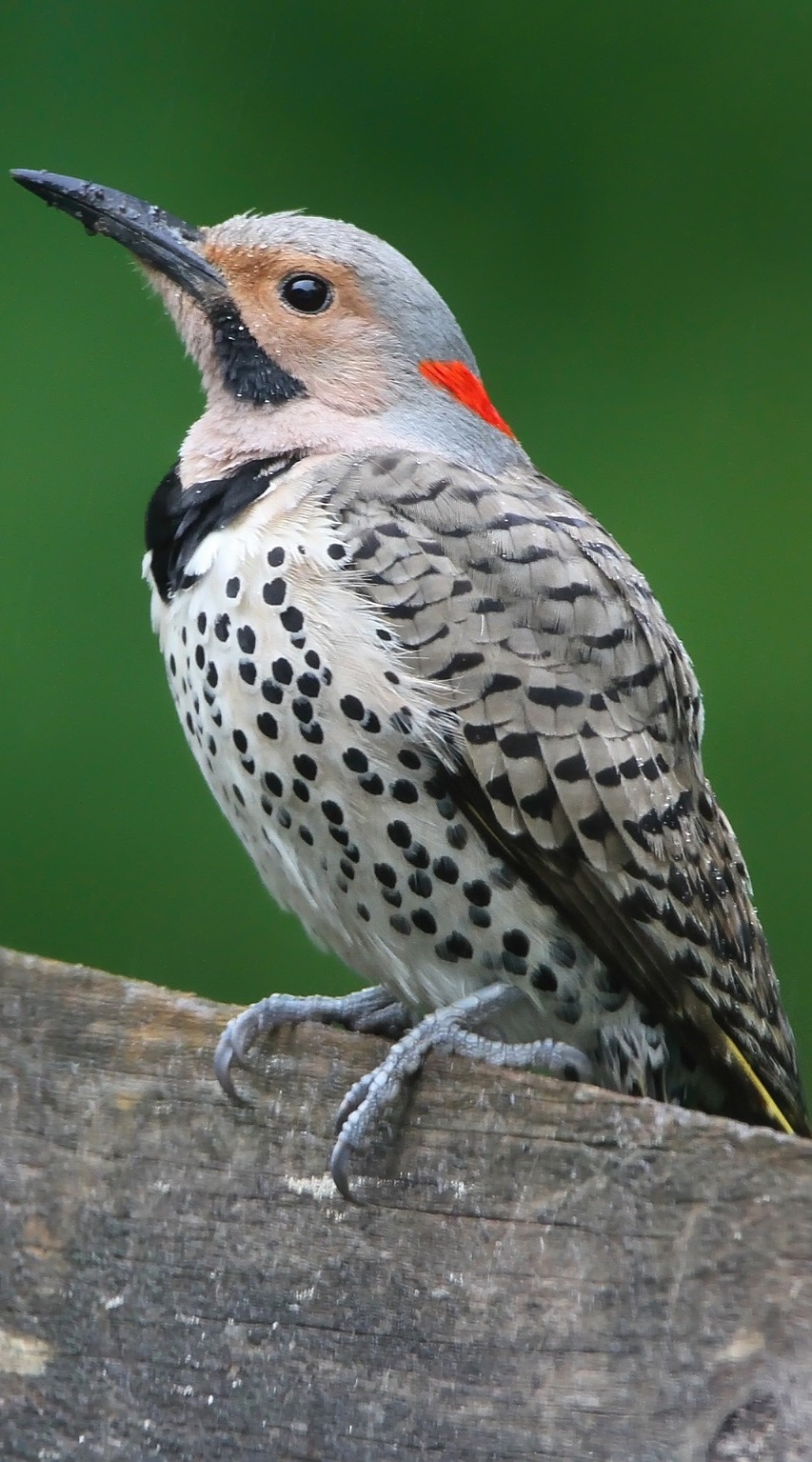 Picture of a northern flicker woodpecker.