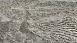 Dugong feeding tracks at Clairview