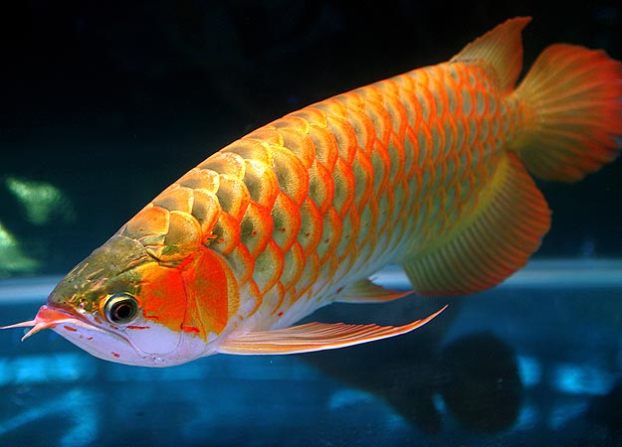  Ikan  Hiasan Termahal Platinum Arowana  MyRokan