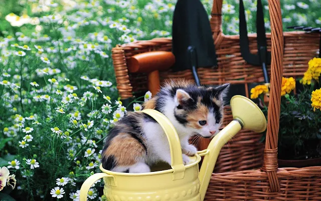 Jong katje in een bloemengieter