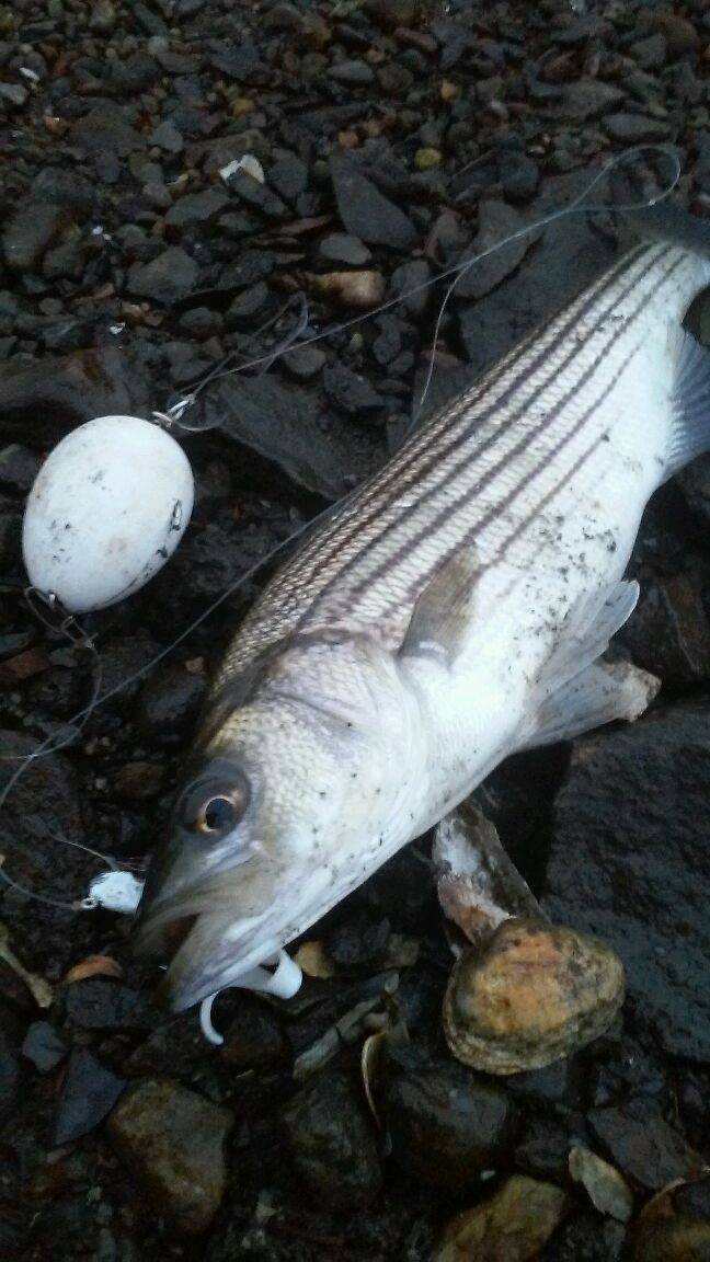 Rhode Island Striped Bass Lure of the Week....Wooden Egg Float