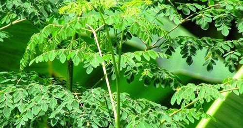 Manfaat Khasiat Daun Kelor Untuk Kesehatan