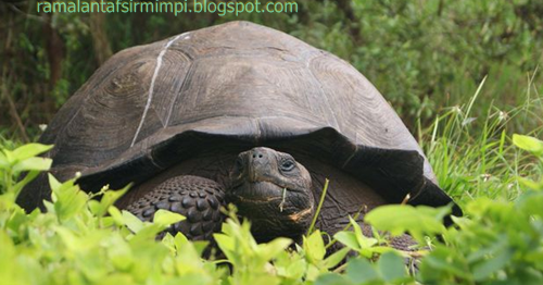 14+ Arti Mimpi Berbicara Dengan Kura Kura