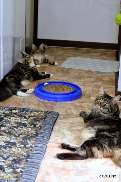 Cavallino 猫 ねこ ネコ シンクロ レタスとパセリ