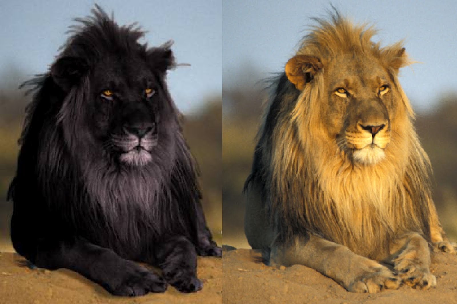 ShukerNature: BLACK LIONS - MANIPULATION, MELANISM, AND MOZAICISM