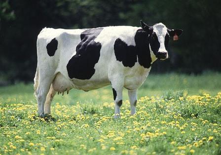 Hướng dẫn chọn và phối giống bò sữa