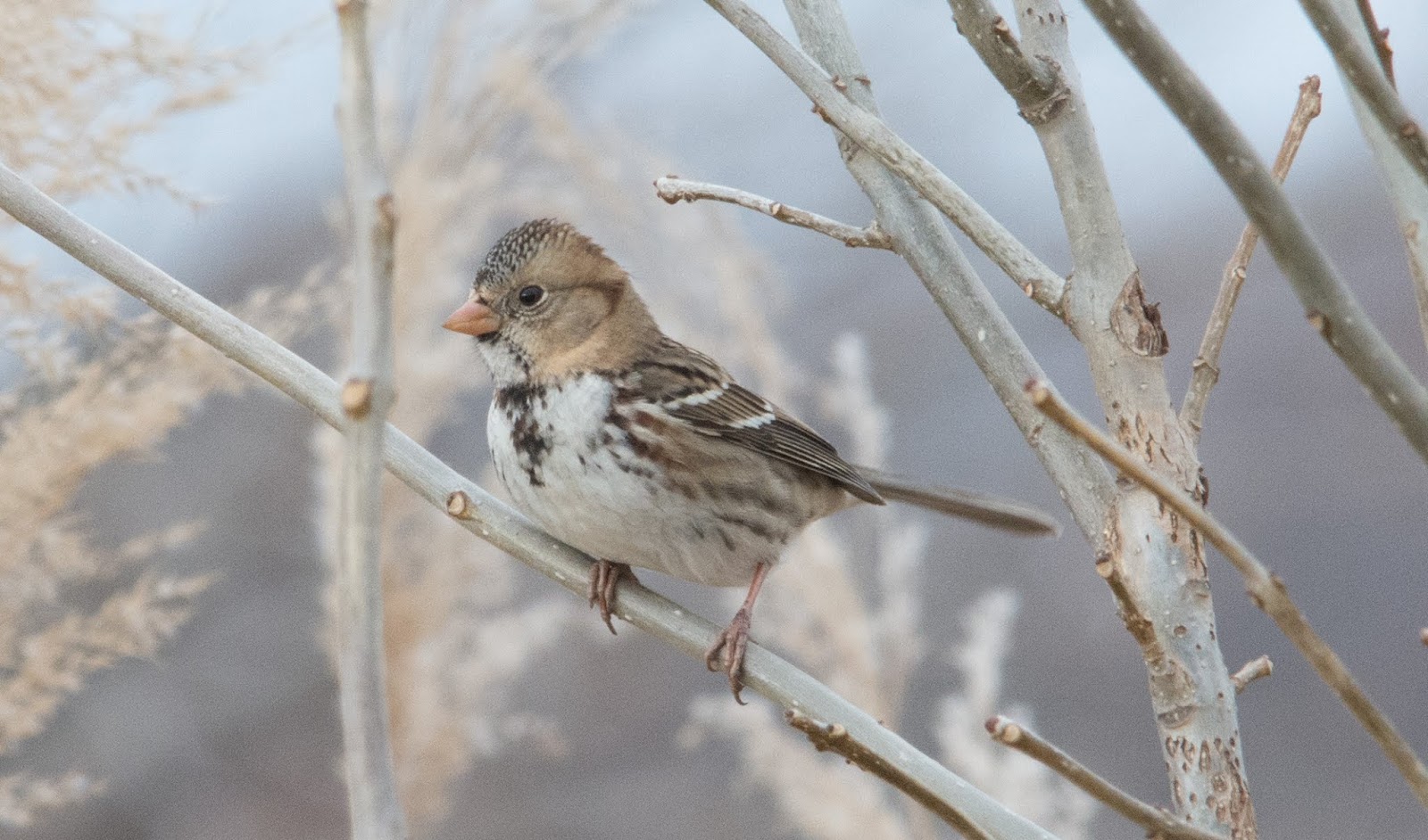 PHOTOGRAPHY BY DEB HIRT Oklahoma Winter Bird Profile Harris's Sparrow