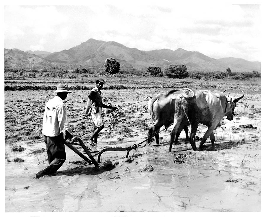 The Caribbean History Archives Sweet Sorrow The Timeline of Sugar in