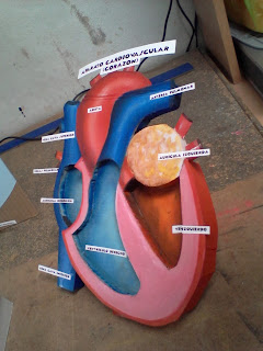 Aparato Cardiovascular Corazón