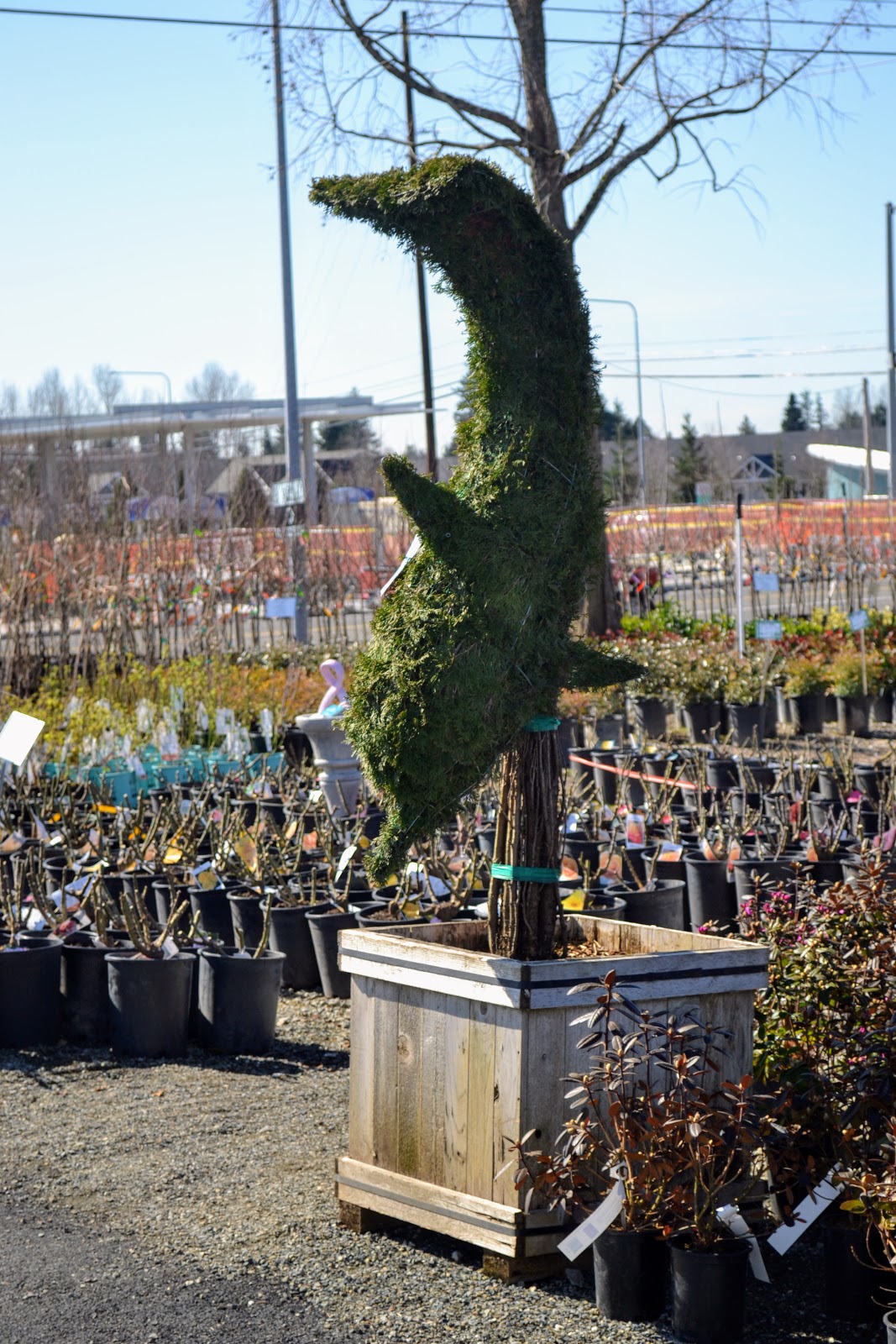 The Outlaw Gardener Kent East Hill Nursery Off to a Great Start!