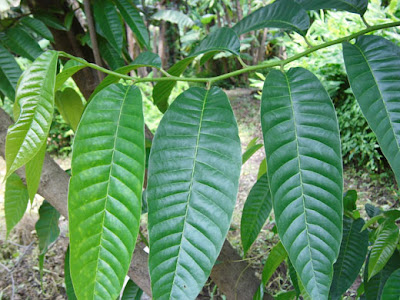 Exotic Plants in Indonesia : Manoa Fruit