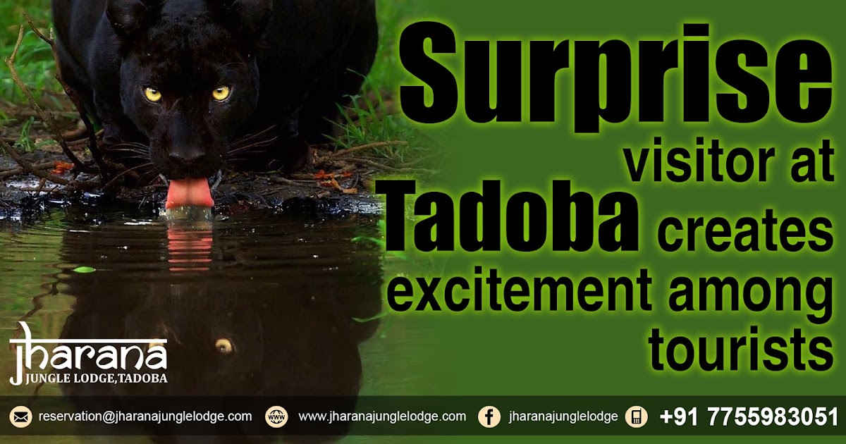 A Surprise Visitor At Tadoba Creates Excitement Among Tourists