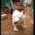 Gallo gigante se vuelve viral en internet: