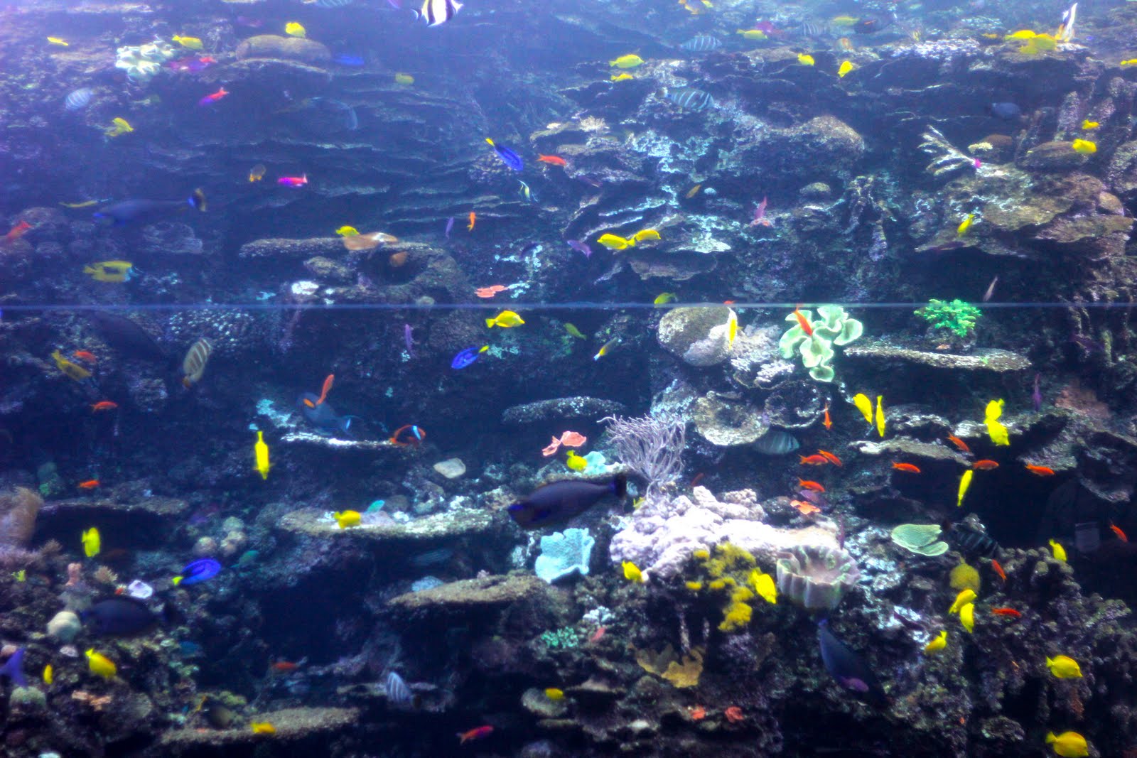 AWagy's Daily Photo Tropical Diver Tank Aquarium