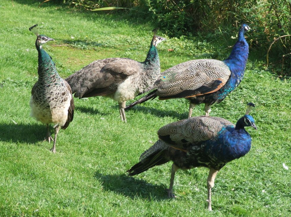 breeds and information birds breeds gallery breeds and information birds breeds gallery