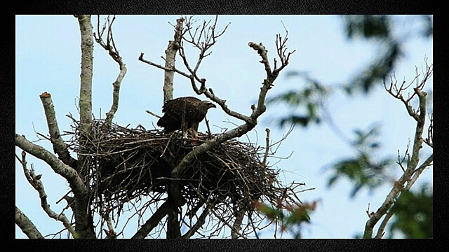 Bulu Perindu Kalimantan Tidak Magis Lagi Bulu Perindu Kalimantan Tidak Magis Lagi