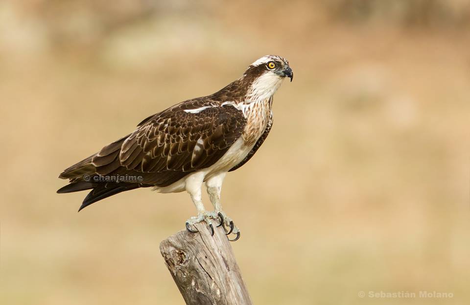 gurupendola EL ÁGUILA PESCADORA (Pandion haliaetus), EN UN EMBALSE DEL SUROESTE DE BADAJOZ. gurupendola EL ÁGUILA PESCADORA (Pandion haliaetus), EN UN EMBALSE DEL SUROESTE DE BADAJOZ.