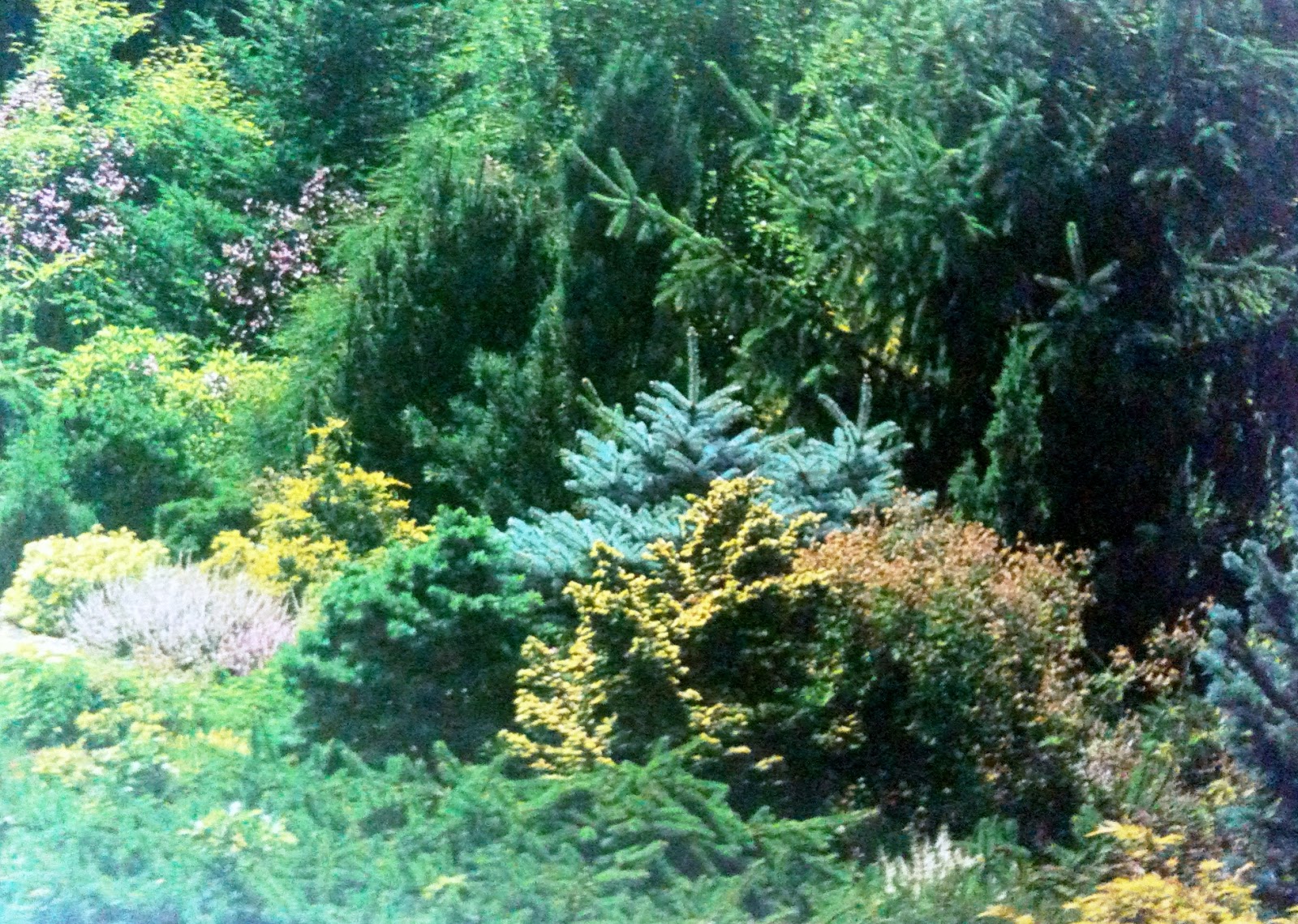 Backyard Blooms a Summer Garden Tour Rustic & Refined