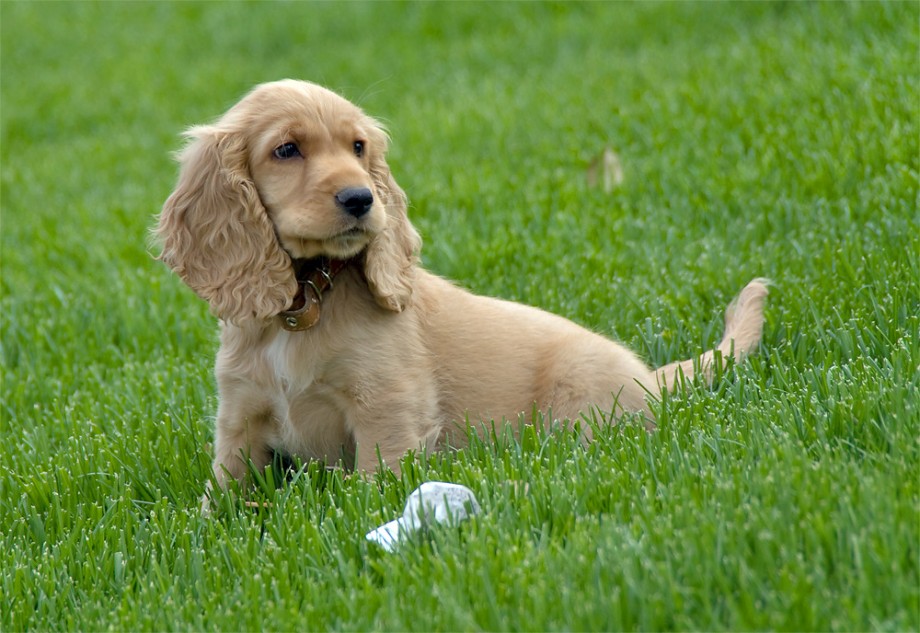 Sporting Puppies Pictures