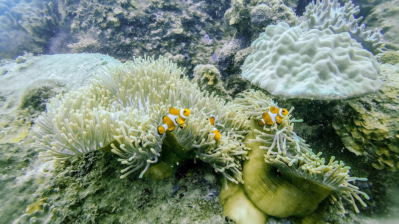 Ocellaris clownfish