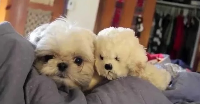 4- Maneiras de demonstrar amor ao seu shih-tzu– Interação