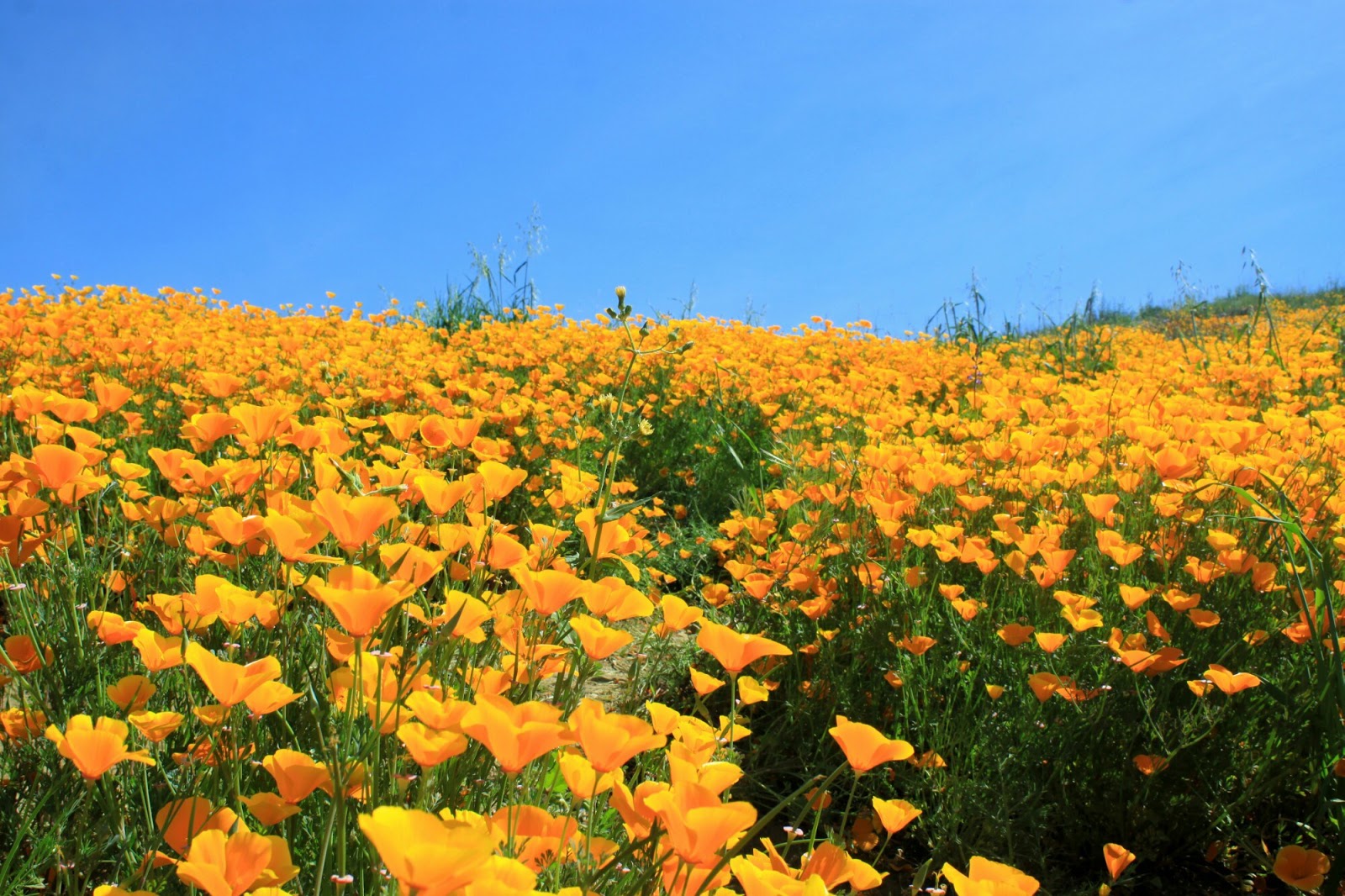 California's Wildflower Super Bloom Earth Blog