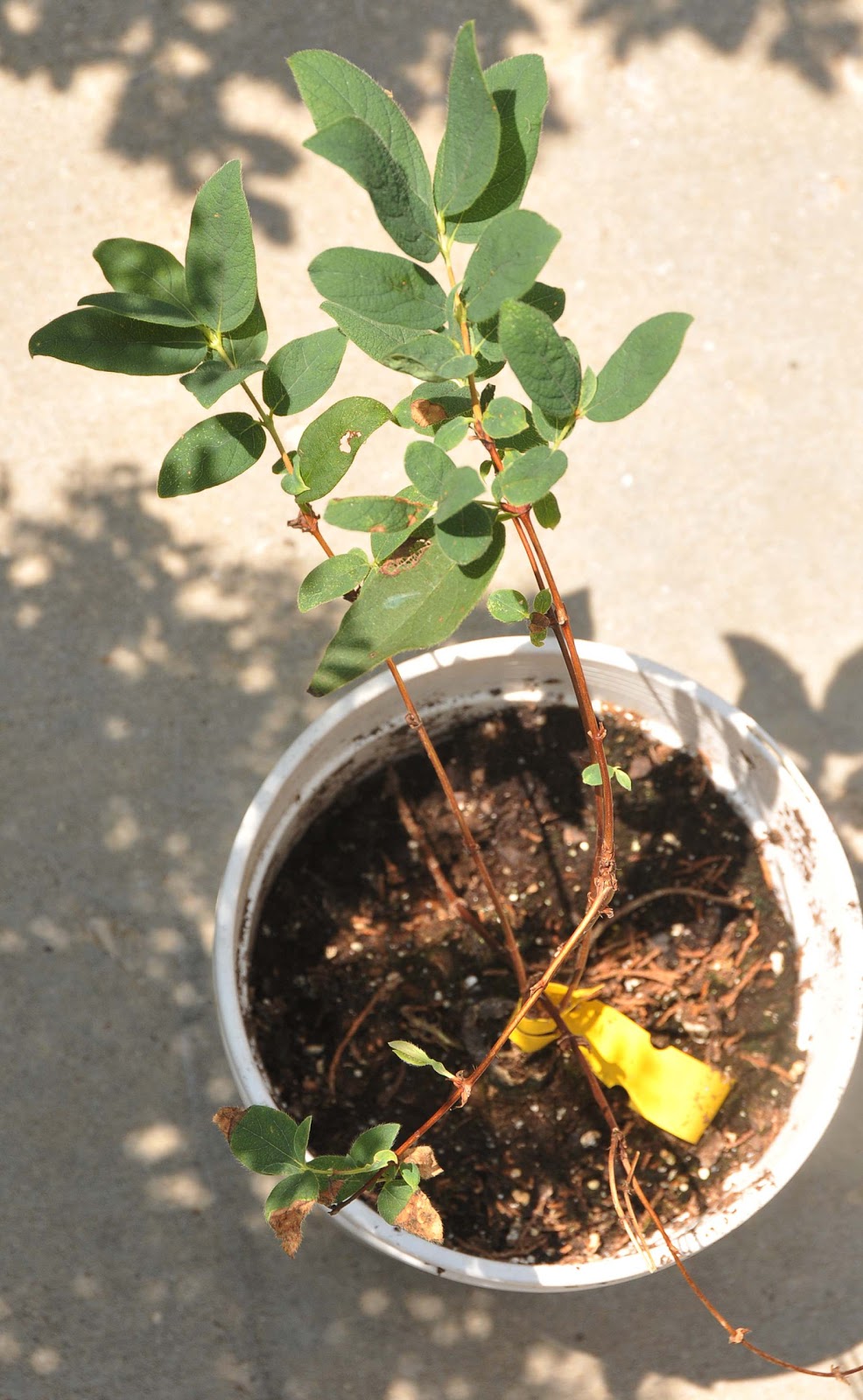 haskap-usa-zone-5a-illinois-borealis-haskap-survivor-planting-tips