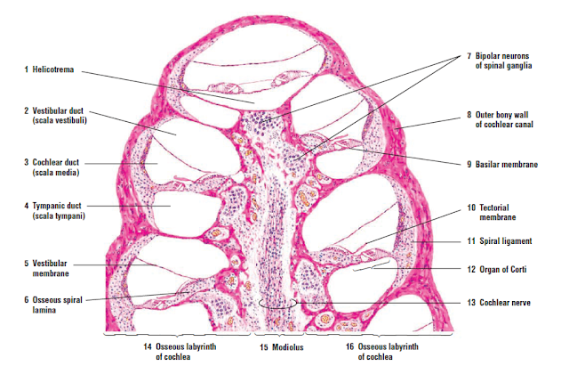 Ear ducts cochlea diagram 