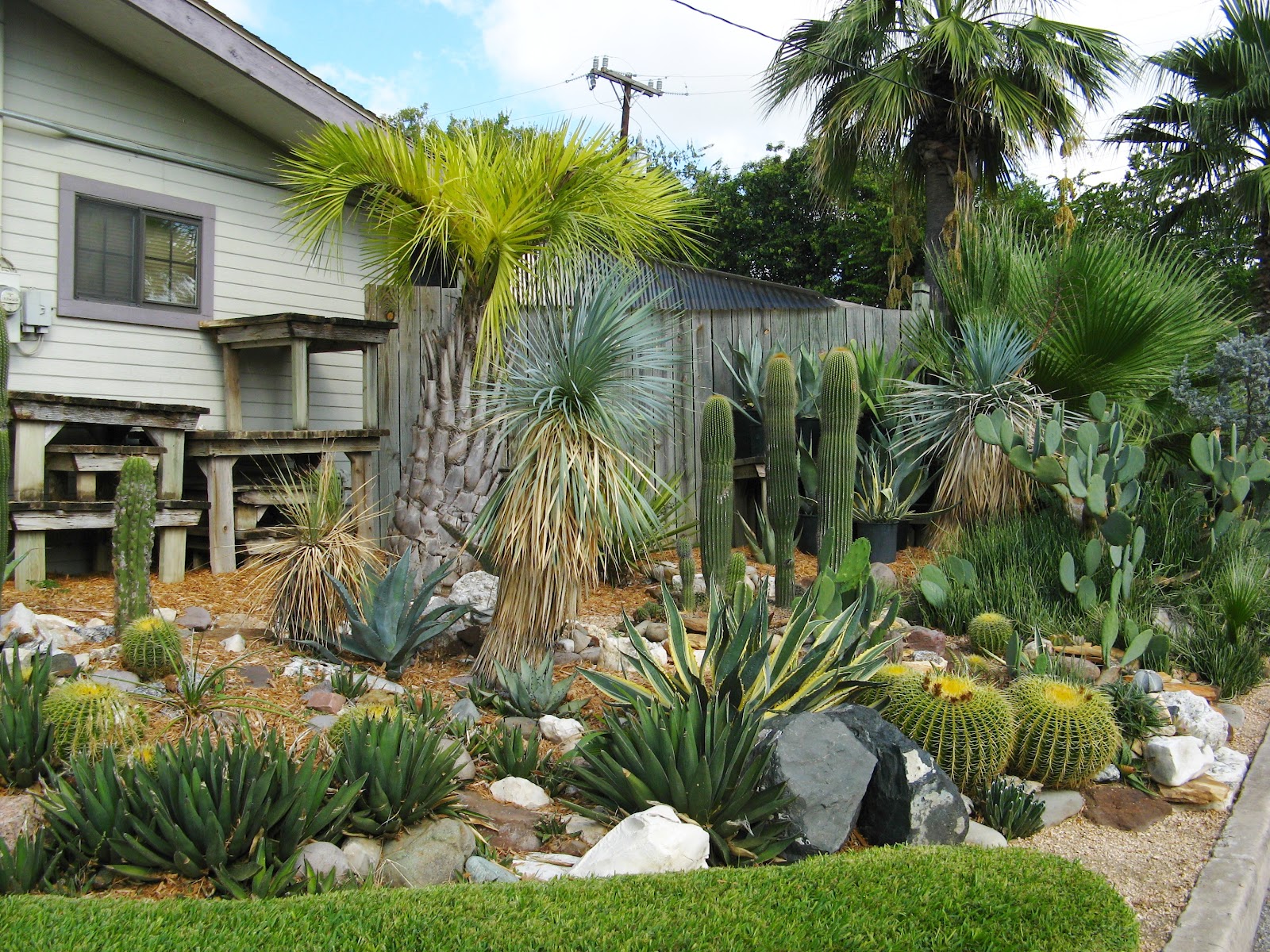 Rock-Oak-Deer: Garden Tour San Antonio Style: Cactus Marty ...
