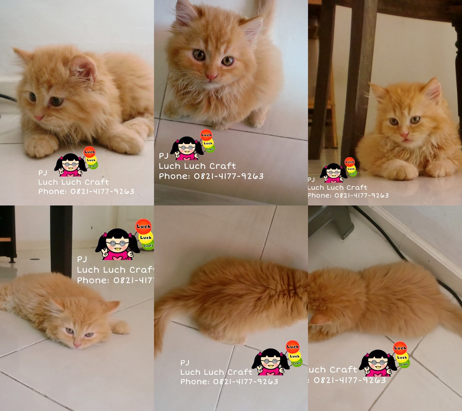 The Story of My Cats Jual Beli Kucing Persia Anggora