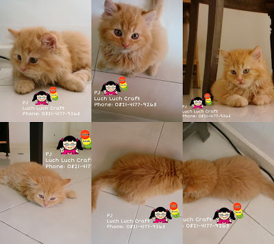 The Story Of My Cats Jual Beli Kucing Persia Anggora The Story Of My Cats Jual Beli Kucing Persia Anggora