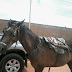 Cavalo se solta de carroça e atinge motociclista na BR-304 em Parnamirim